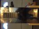 Saima TA155 Pasta Cutter