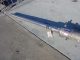 GRACO AIR OPERATED DRUM PUMP, SS
