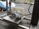 Inline Filling Systems Overflow Filling Line, with Capper