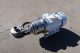 APV 2 In. X 2 In. Stainless Steel Sanitary Centrifugal Pump, 3 HP