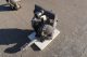 ARO Air Operated Operated Double Diaphragm Pump