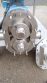 Waukesha 030-U2 SS Positive Displacement Pump, XP